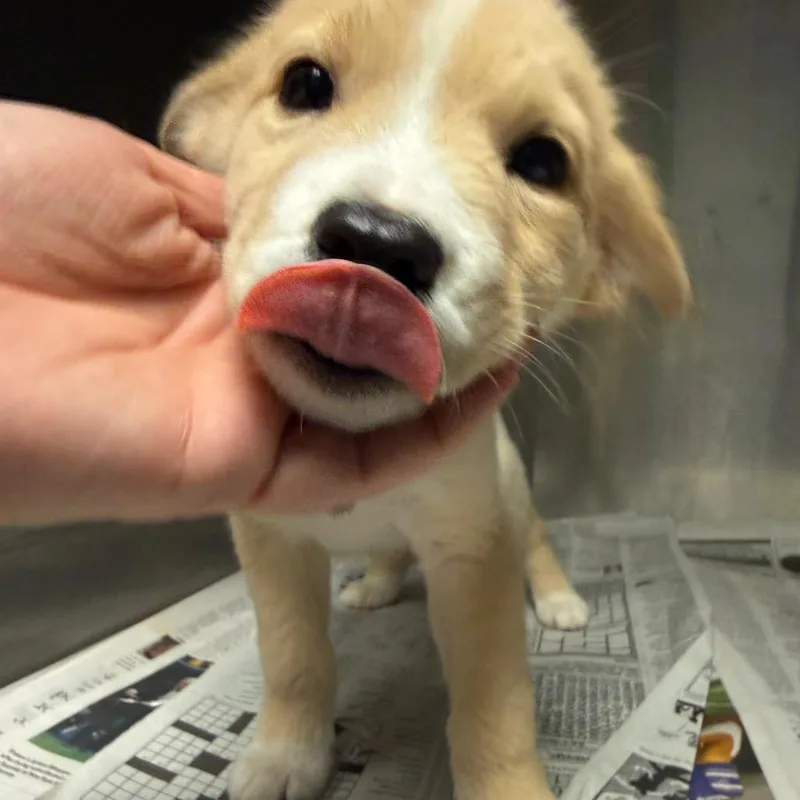 A baby small-sized male Mixed Breed dog named Liam for adoption in Lake Jackson, TX