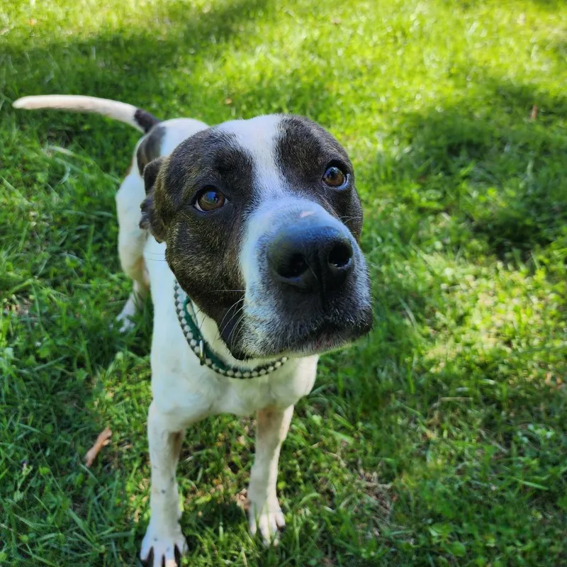 An adult medium-sized male Brindle Pit Bull Terrier dog named Kane for adoption in Greensboro, NC