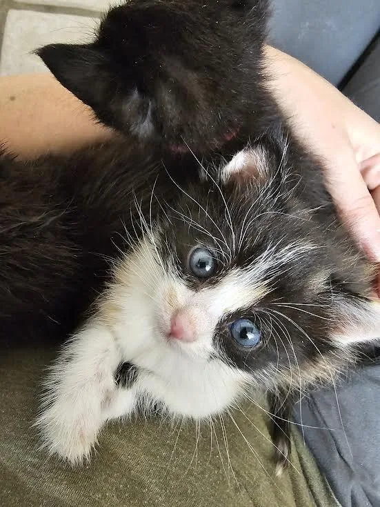 A baby medium-sized female Black Domestic Short Hair cat named Ruby for adoption in Fruit Heights, UT