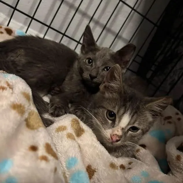 A baby small-sized male Brown / Chocolate Domestic Short Hair cat named Charlie for adoption in Dickinson, TX