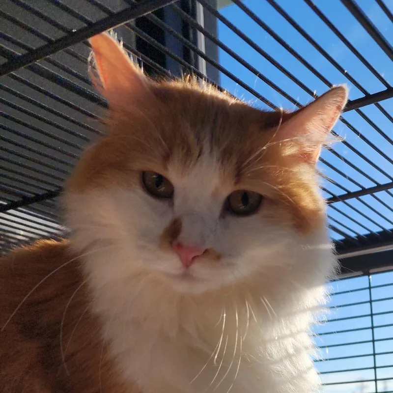 An adult medium-sized female Orange / Red Domestic Long Hair cat named Creamsicle for adoption in Fort Smith, AR