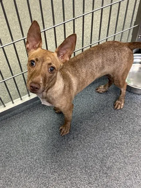 A young small-sized male Mixed Breed dog named Coco for adoption in Dallas, TX