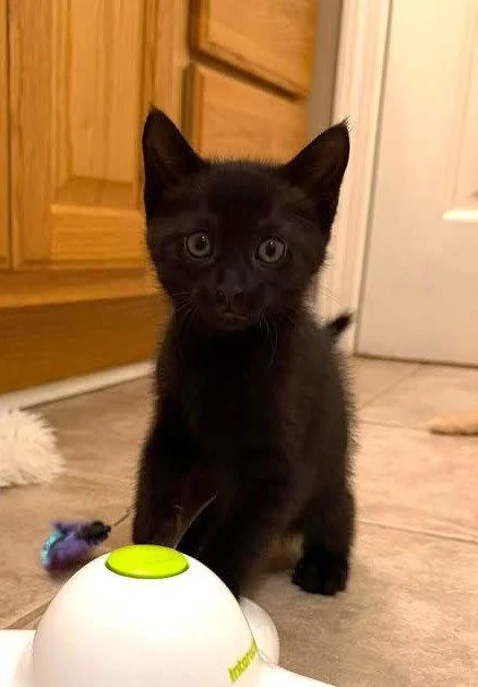 A baby medium-sized female Black Domestic Short Hair cat named Cora for adoption in Royal Palm Beach, FL