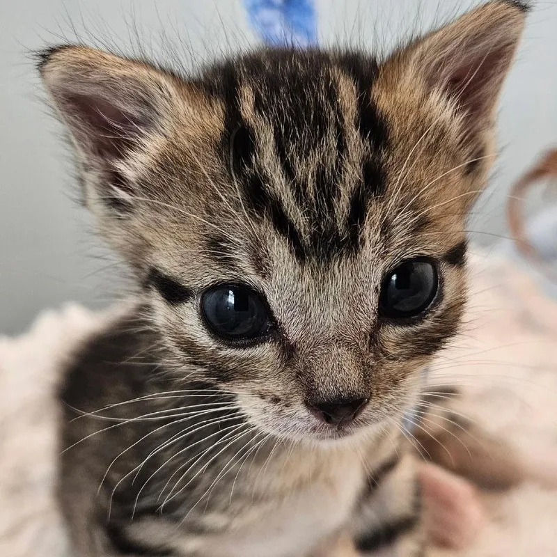 A baby small-sized female Brown / Chocolate Domestic Short Hair cat named Recess for adoption in Newark, NJ
