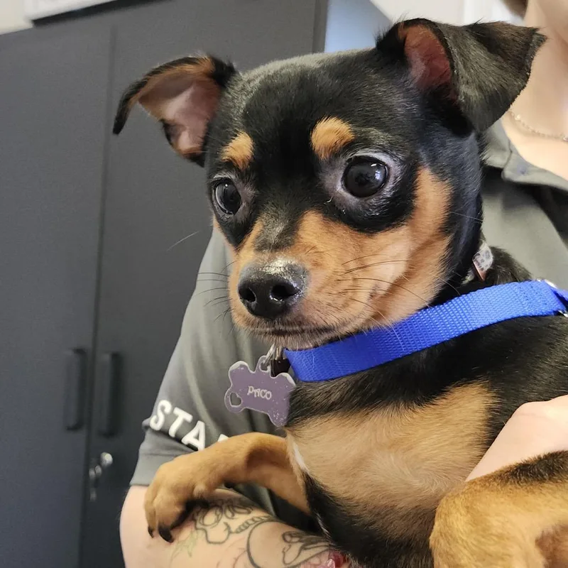 Paco