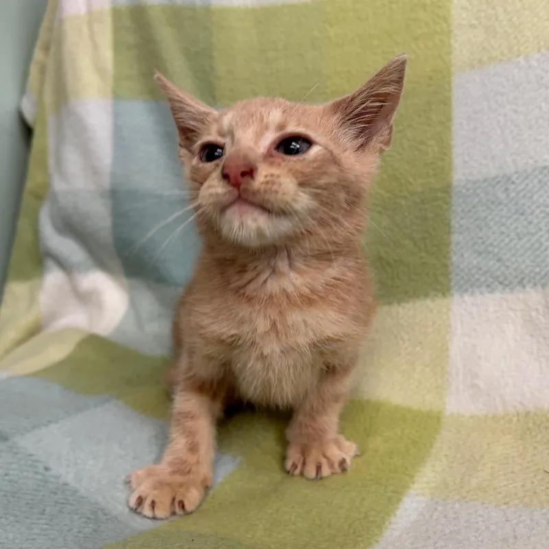 A baby small-sized male Buff / Tan / Fawn Domestic Short Hair cat named Beckham for adoption in West Point, MS