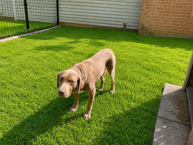 A senior large-sized male Brown / Chocolate Chocolate Labrador Retriever dog named Chaunce for adoption in Warrington, PA