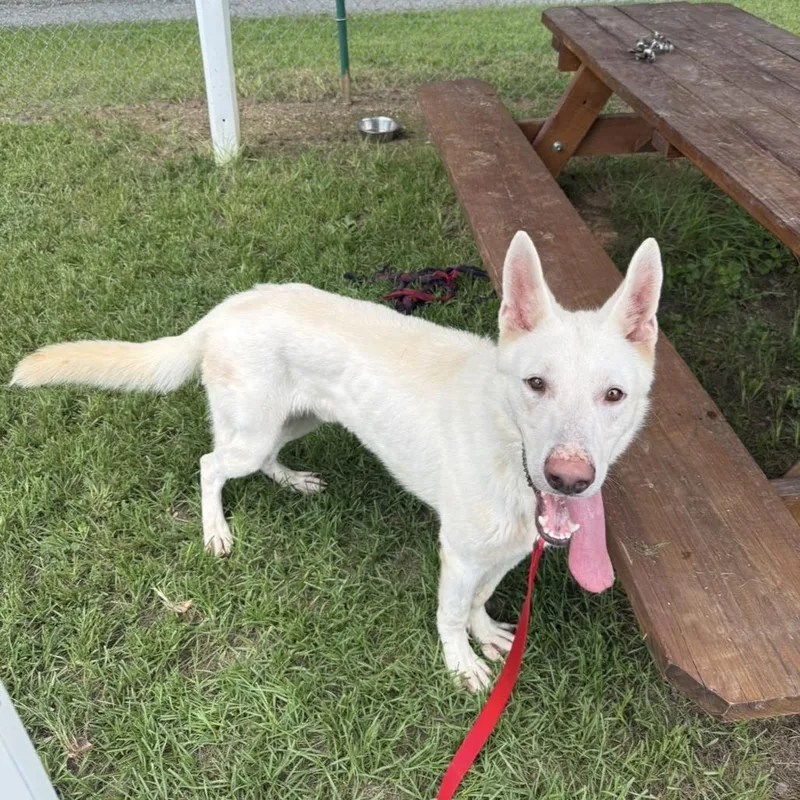 An adult medium-sized male White / Cream Mixed Breed dog named Gandalf for adoption in Mebane, NC