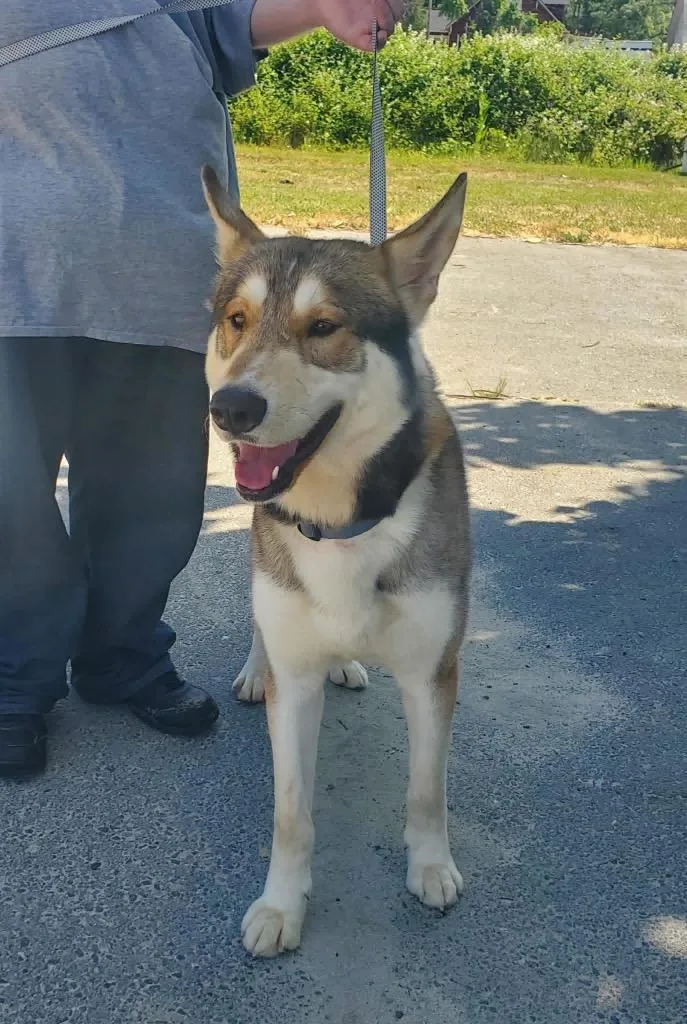 A young large-sized male Husky dog named Valhalla for adoption in Grants Pass, OR