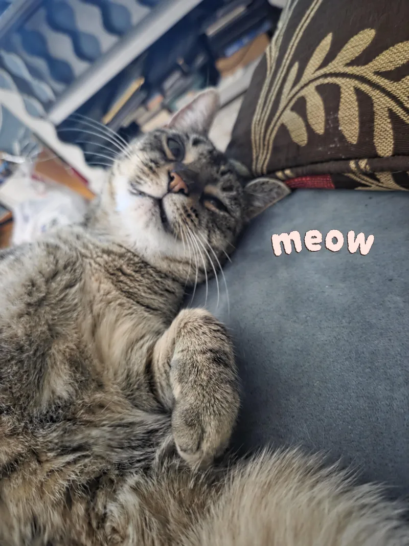 An adult medium-sized female Tabby cat named Callie for adoption in New York, NY
