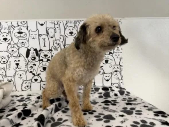 An adult small-sized female Poodle dog named Kippy for adoption in San Pedro, CA