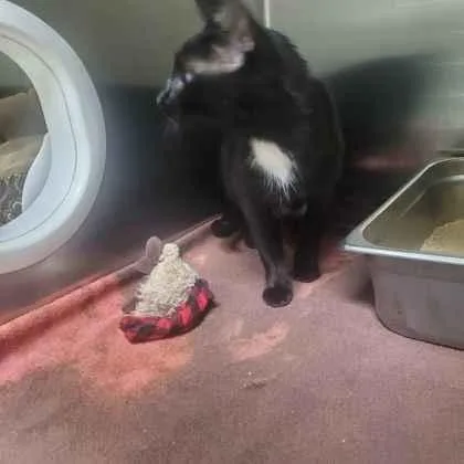 An adult medium-sized female Domestic Short Hair cat named Banana Pudding for adoption in Memphis, TN