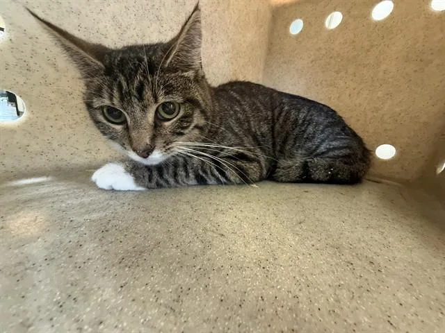 A young large-sized female Domestic Short Hair cat named Kiwi for adoption in Lancaster, CA