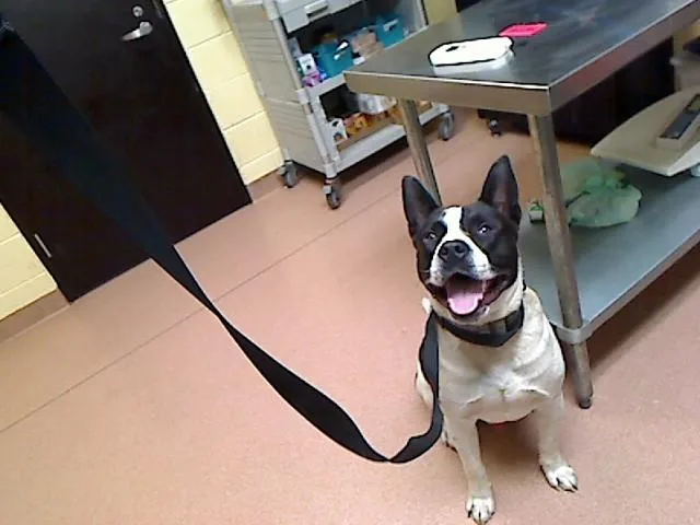 A young large-sized male Pit Bull Terrier dog named Bolo for adoption in Cookeville, TN