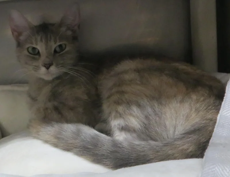 Lily thumbnail 3