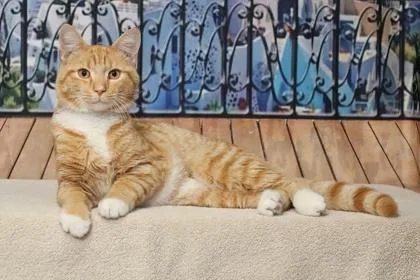An adult large-sized male Domestic Short Hair cat named Flash for adoption in West Chester, PA