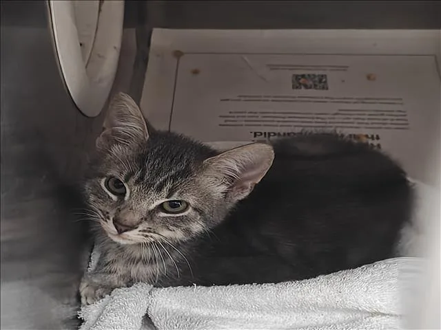 A baby small-sized male Domestic Medium Hair cat named Tobias for adoption in Los Angeles, CA