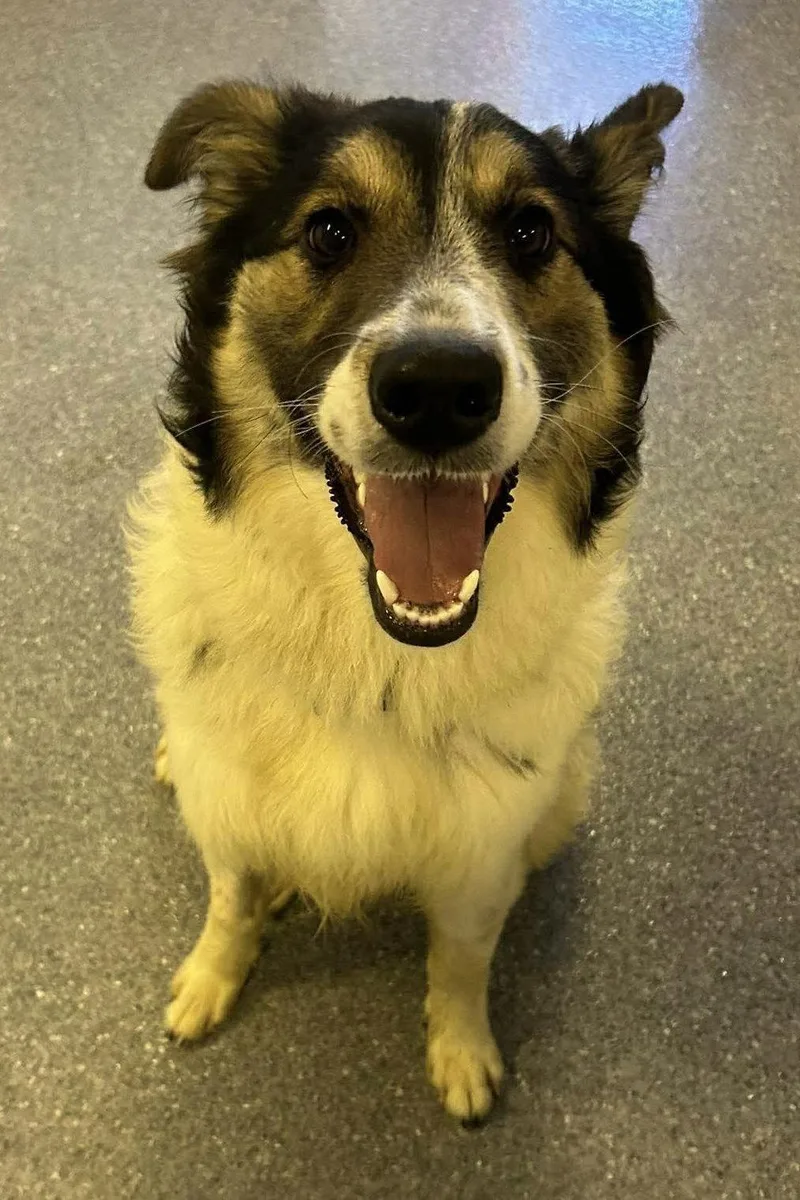 Lady Blue thumbnail 2