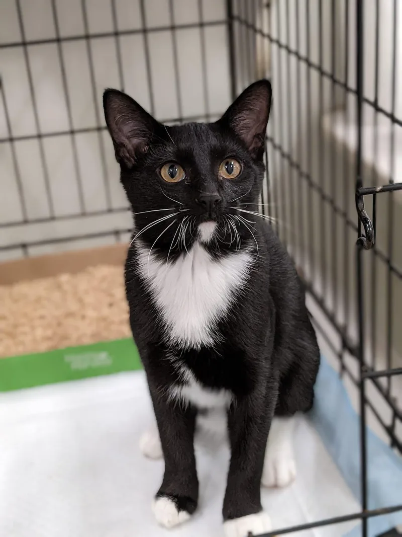 An adult medium-sized male Black & White / Tuxedo Domestic Short Hair cat named Tux for adoption in Tilton, IL