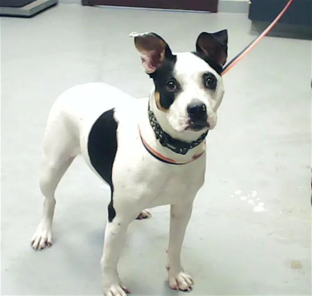 A young medium-sized female Pit Bull Terrier dog named Leah for adoption in Fayetteville, NC