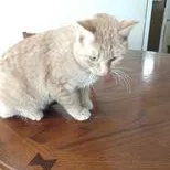An adult medium-sized female Tabby (Orange / Red) Domestic Short Hair cat named Pumpkin for adoption in Owatonna, MN
