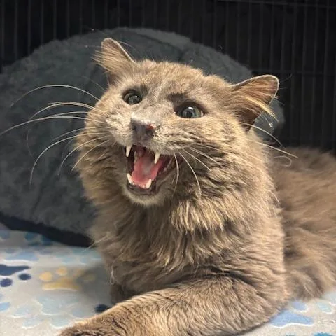 An adult large-sized male Gray / Blue / Silver Domestic Long Hair cat named Fritz for adoption in Mooresville, NC