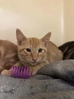 A young small-sized male Domestic Short Hair cat named Tabasco for adoption in King William, VA