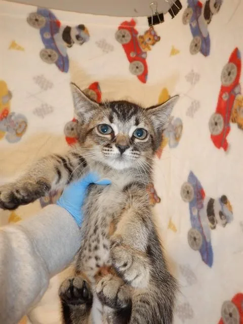 A baby small-sized female Domestic Short Hair cat named Becca for adoption in San Jose, CA