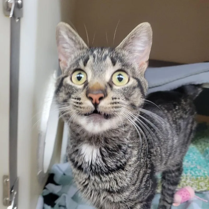 An adult medium-sized male Gray / Blue / Silver Domestic Short Hair cat named Baby Cat for adoption in Madison, WI