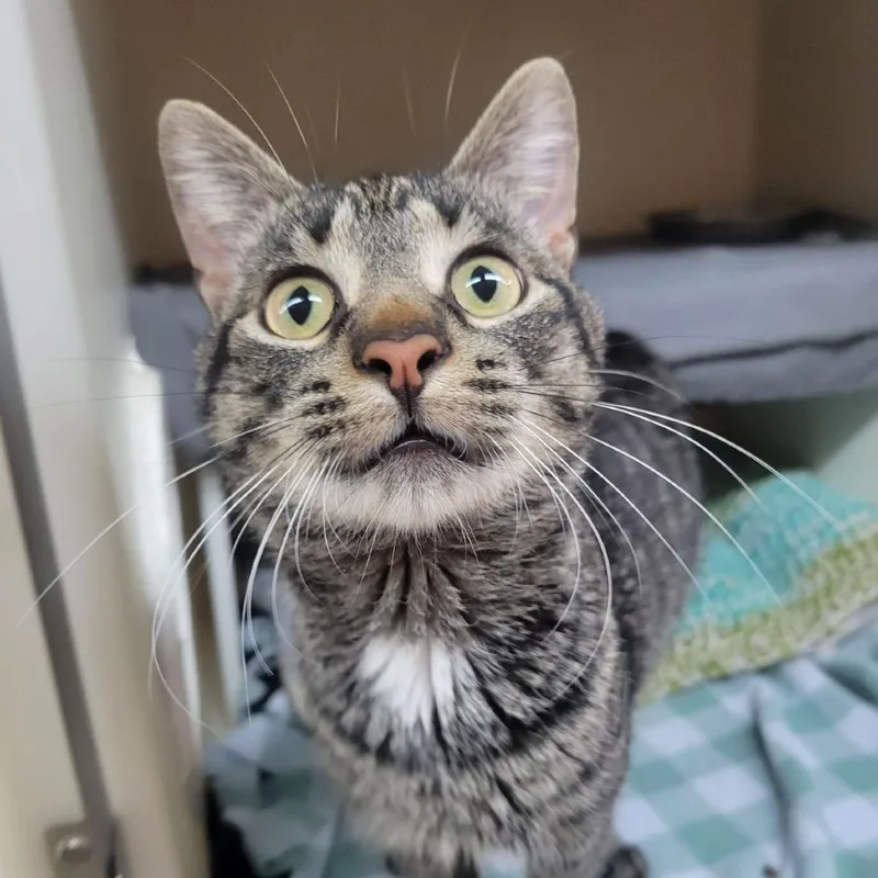 Baby Cat thumbnail 2