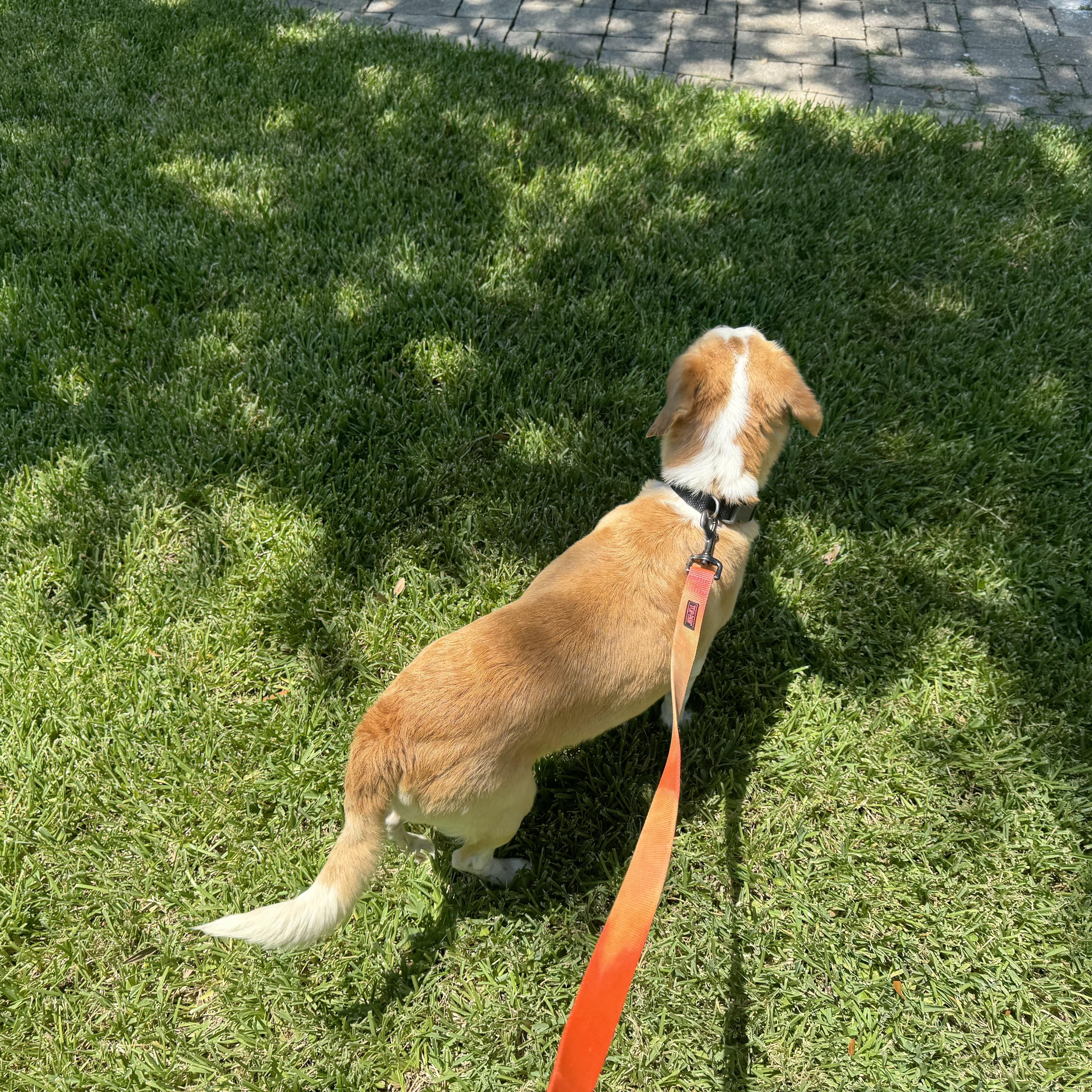 A young medium-sized female Cocker Spaniel dog named Maisie Harris for adoption in Sumter, SC