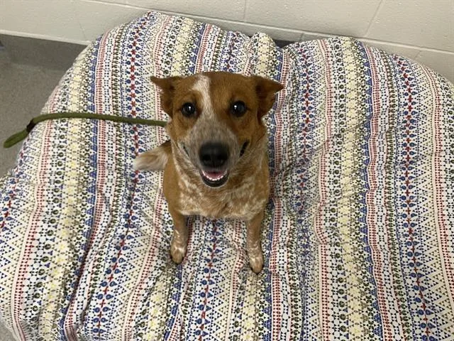 An adult medium-sized female Australian Cattle Dog / Blue Heeler dog named Kiara for adoption in Auburn, CA