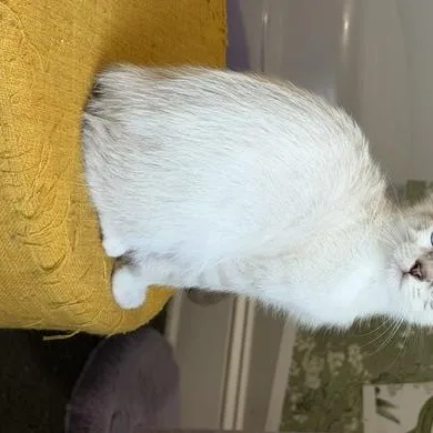 A baby medium-sized male Siamese cat named Milk for adoption in Seymour, TN