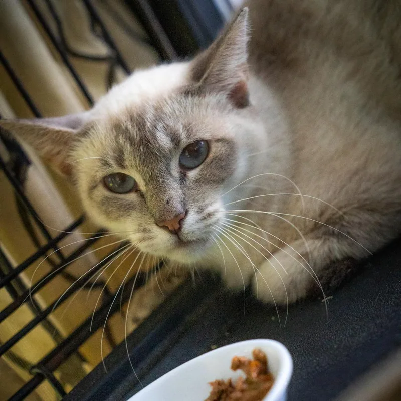 A young medium-sized female Seal Point Siamese cat named Poli'ahu for adoption in Pahoa, HI