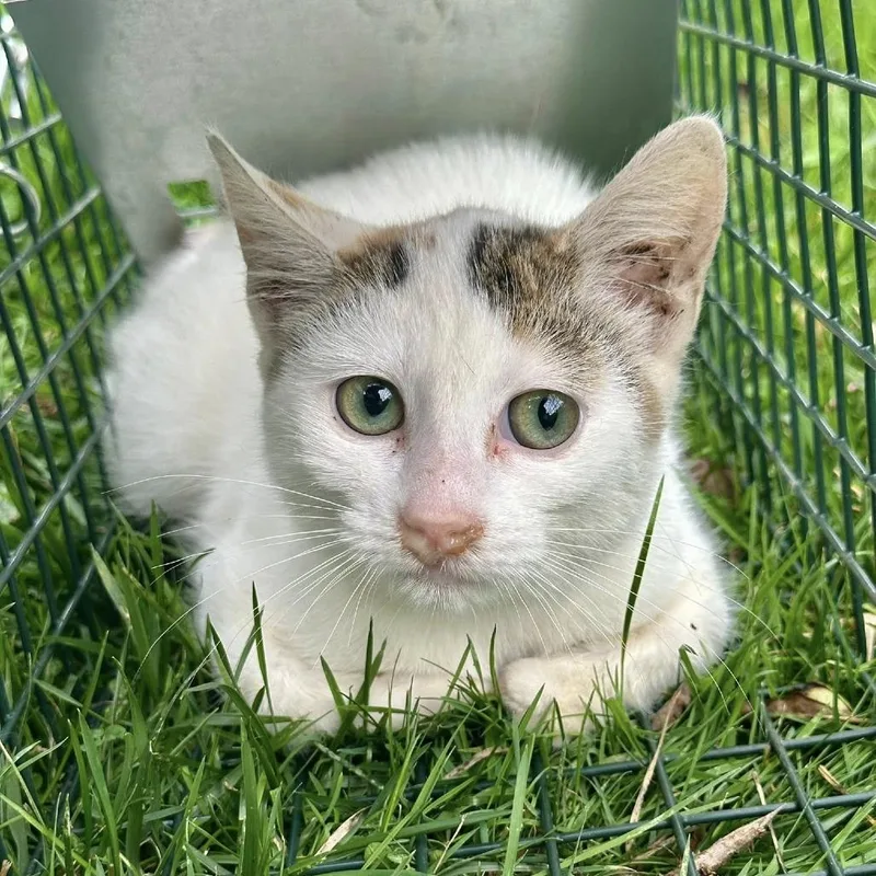 Wildflower thumbnail 2