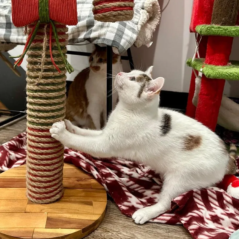 Wildflower thumbnail 3