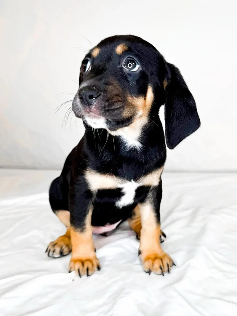 A baby large-sized female Tricolor (Brown, Black, & White) Catahoula Leopard Dog dog named Tibby for adoption in Bixby, OK