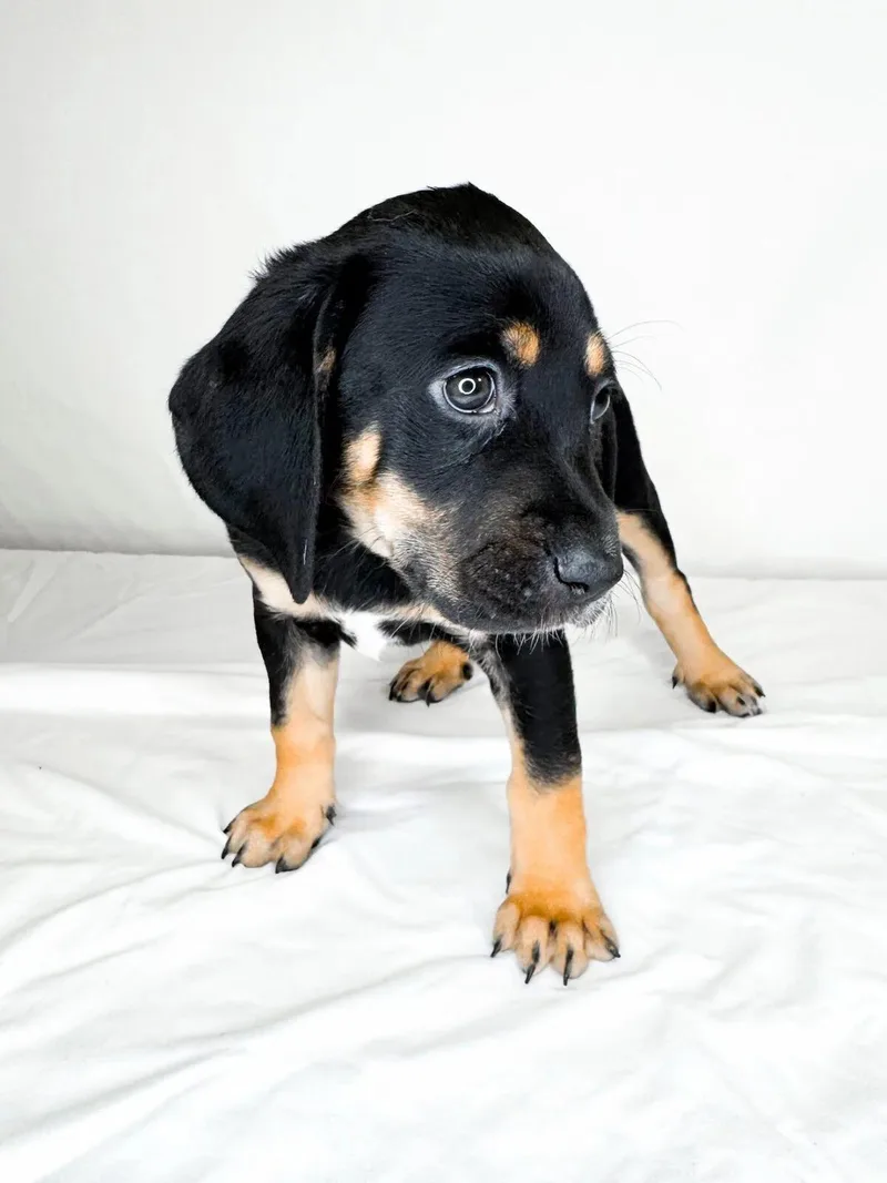 Tibby thumbnail 4