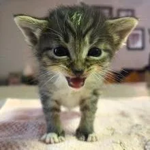 A baby small-sized female Black Domestic Short Hair cat named Feta for adoption in West Palm Beach, FL
