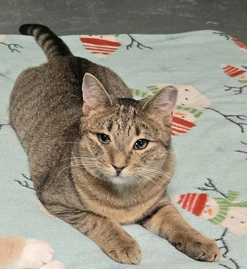 A young medium-sized male Domestic Short Hair cat named Flerken for adoption in Richmond, IN