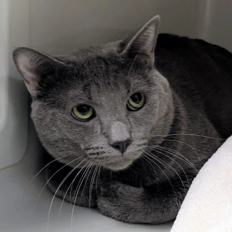 A young medium-sized male Domestic Short Hair cat named Bramley for adoption in Chicago, IL
