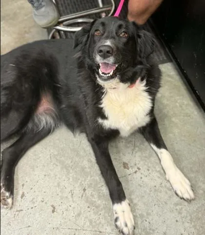An adult medium-sized female Border Collie dog named Lucy Rose for adoption in Bowling Green, KY