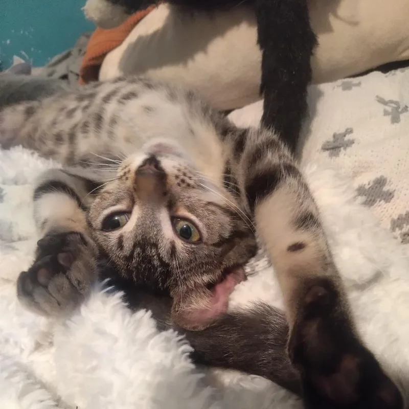 George Harrison thumbnail 2