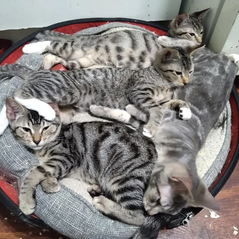 George Harrison thumbnail 3