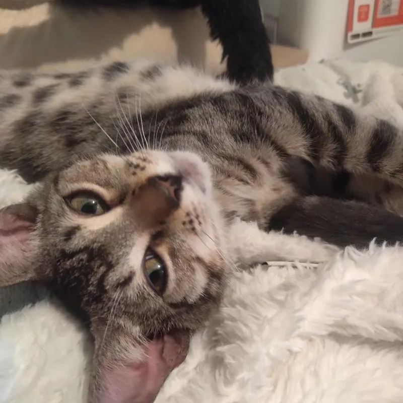 George Harrison thumbnail 4