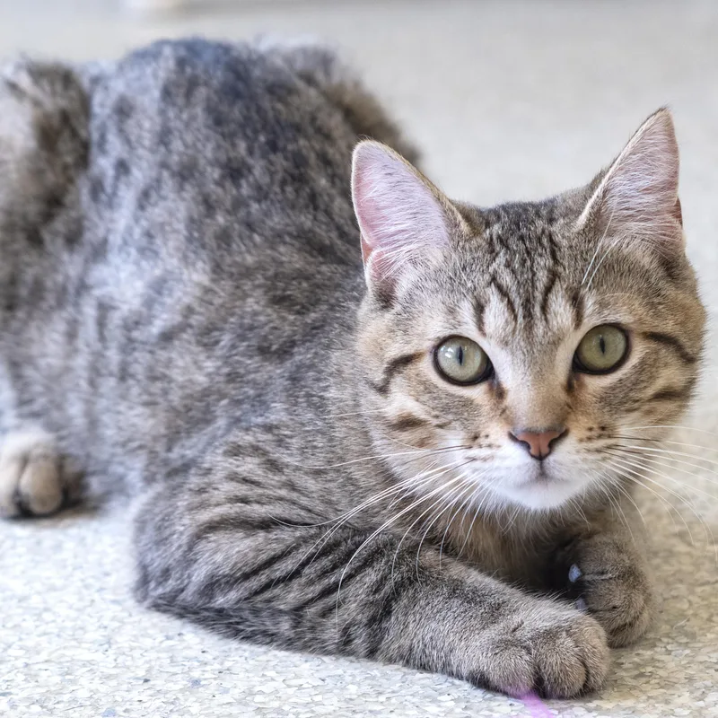 A young medium-sized male Tabby (Buff / Tan / Fawn) Domestic Short Hair cat named Minx for adoption in Pontiac, MI