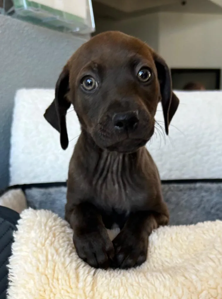 A baby small-sized male Labrador Retriever dog named Axton for adoption in Cottonwood, AZ