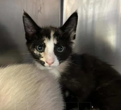 A baby small-sized female Domestic Short Hair cat named Jackie for adoption in Largo, FL