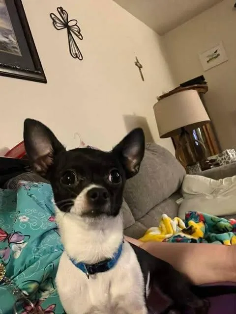 An adult small-sized male Chihuahua dog named Chase for adoption in Newport, KY