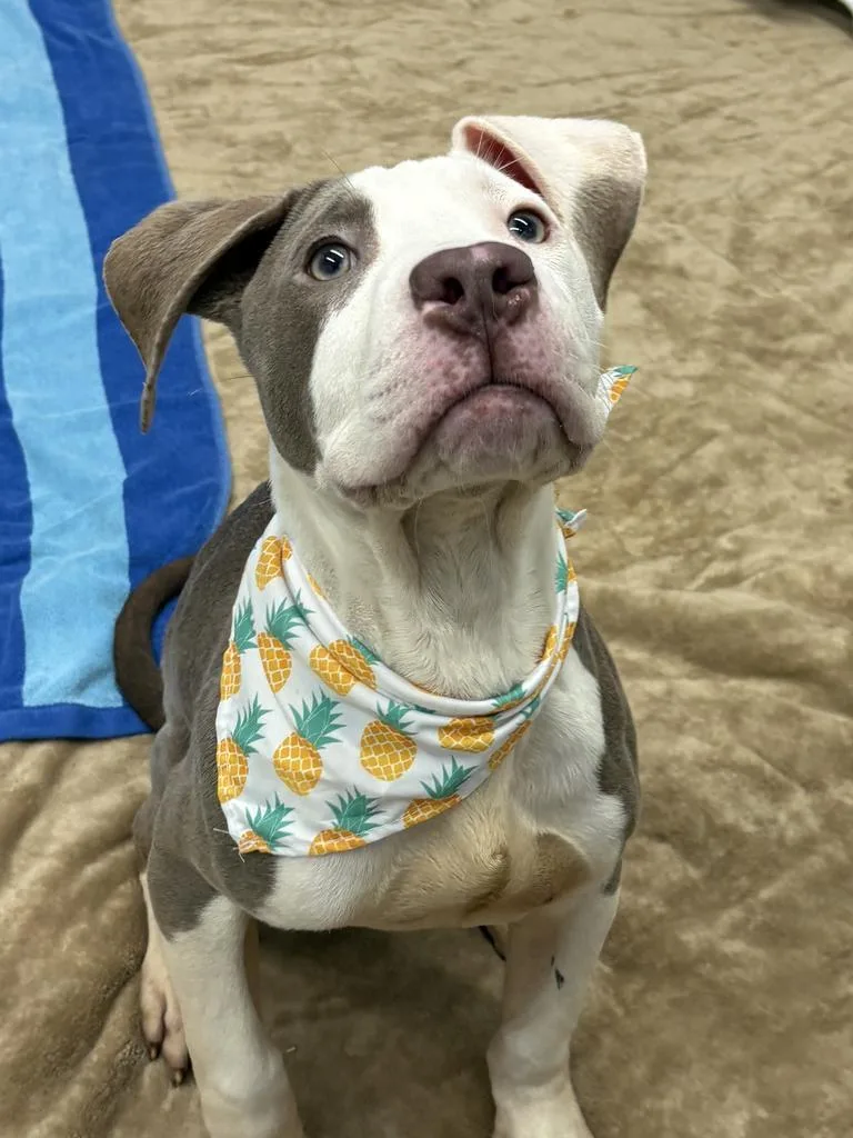 A baby medium-sized male Mixed Breed dog named Brasso for adoption in Detroit, MI
